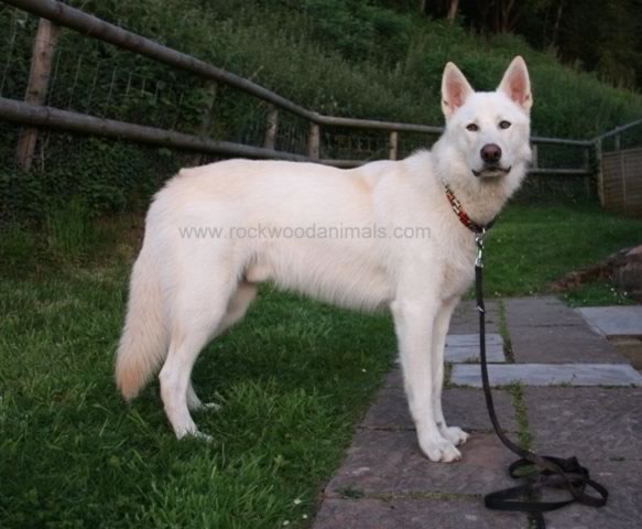 German Shepherd Dog. Nanook