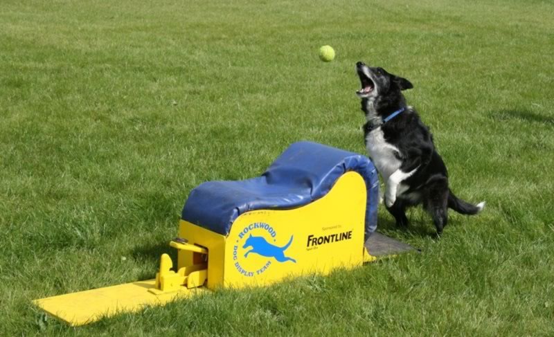 Display Flyball