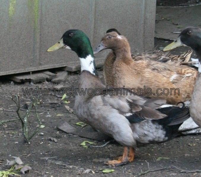 Ducks 2