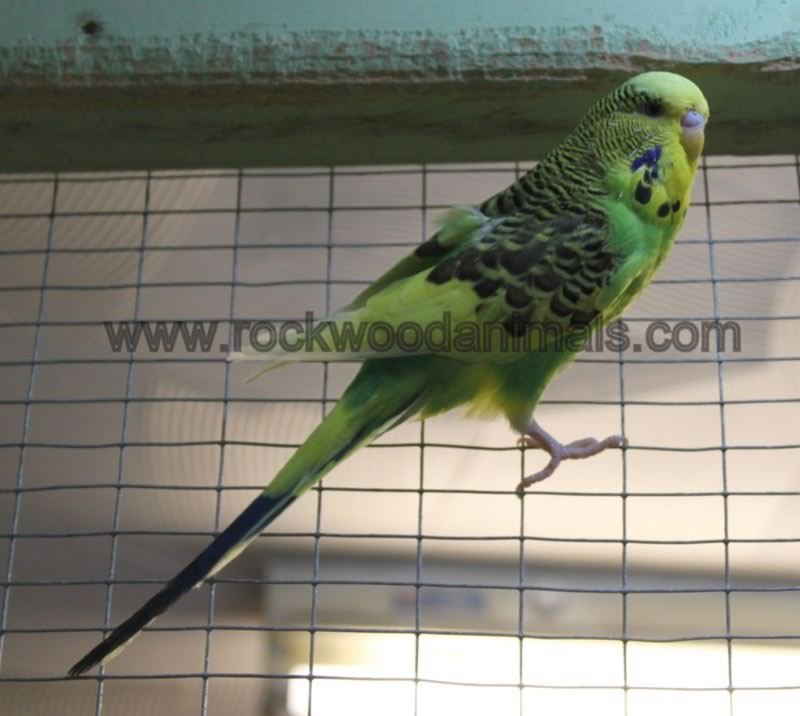Budgie Green