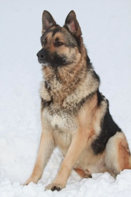 German Shepherd Dog. Major