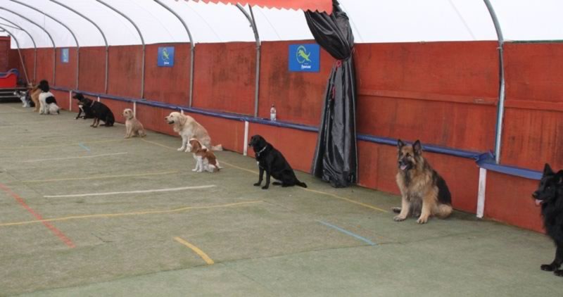 Dog Training 5