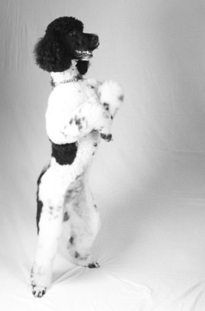 Standard Poodle Stand
