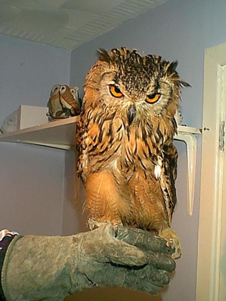 Euopean Eagle owl