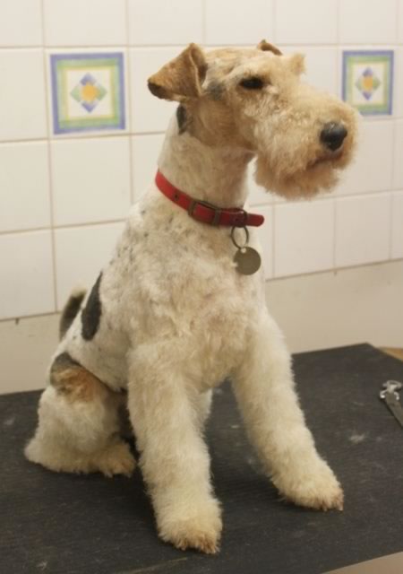 Wire Haired Fox Terrier Sit