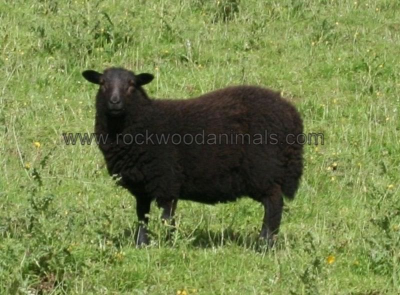 Black Sheep 2