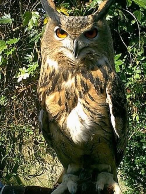 Eagle Owl 1