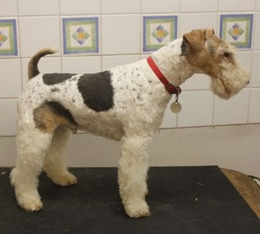 Wire Haired Fox Terrier 